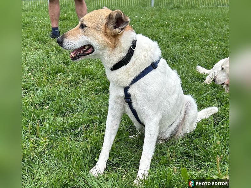 Henriko, ein feiner Hundemann sucht sein Zuhause, PS in 85435 Erding