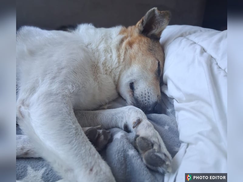 Henriko, ein feiner Hundemann sucht sein Zuhause, PS in 85435 Erding