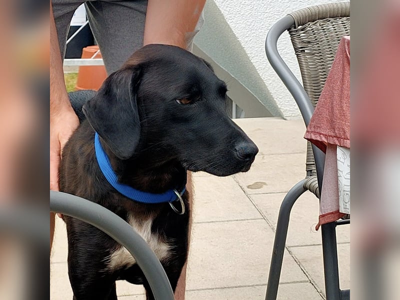 Leila, eine besondere Hündin sucht ihre Familie