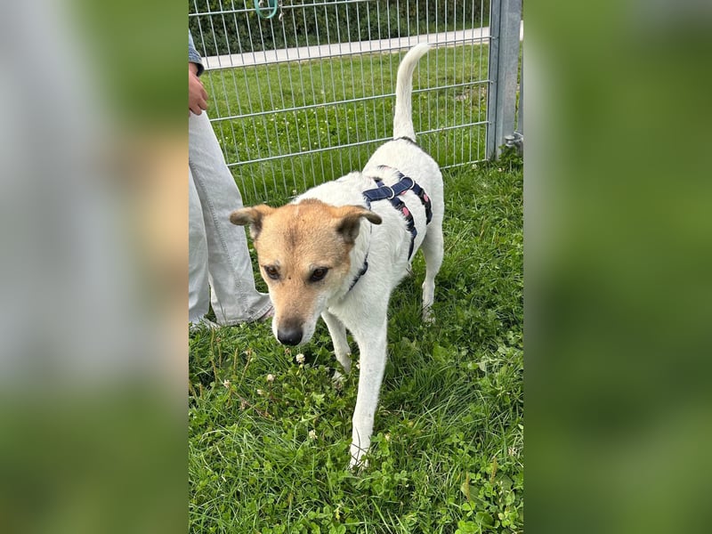 Henriko, ein feiner Hundemann sucht sein Zuhause, PS in 85435 Erding