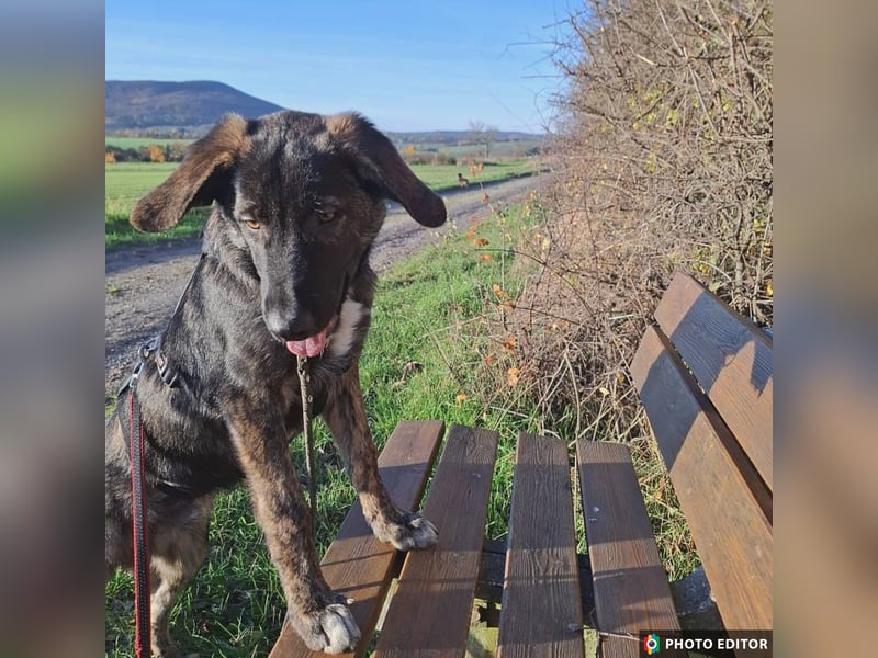 Smarty, kleiner Wirbelwind mit großem Herz, PS in 31863 Coppenbrügge