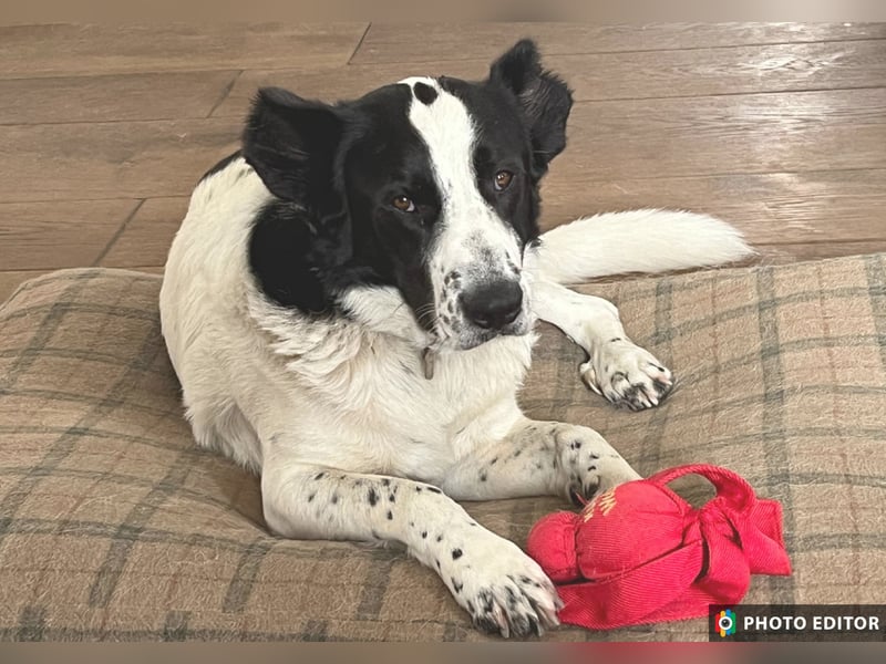 Frodo, ein Teddybär zum Knuddeln, PS in 86701 Rohrenfels