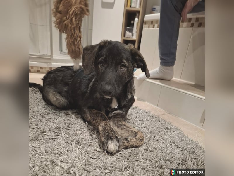 Smarty, kleiner Wirbelwind mit großem Herz, PS in 31863 Coppenbrügge