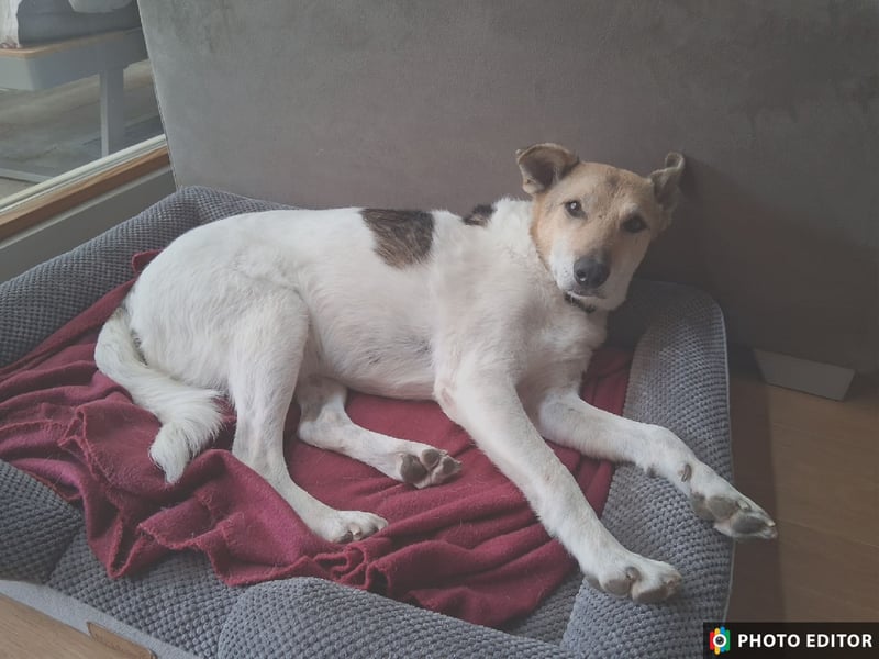 Henriko, ein feiner Hundemann sucht sein Zuhause, PS in 85435 Erding