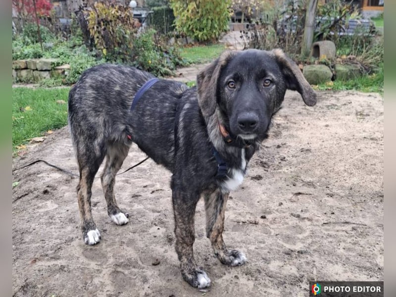 Smarty, kleiner Wirbelwind mit großem Herz, PS in 31863 Coppenbrügge