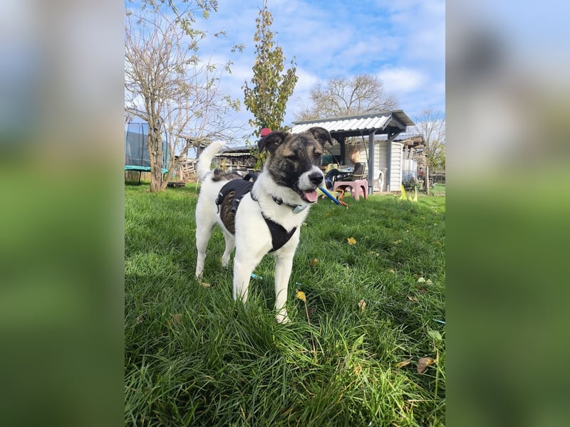 Cookie, Kuschelprofi mit Charakter, PS in 33034 Brakel