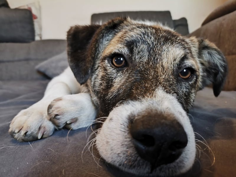 Cookie, Kuschelprofi mit Charakter, PS in 33034 Brakel