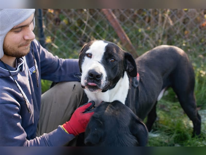 Rocky ist ein Listi und richtig brav und lieb.