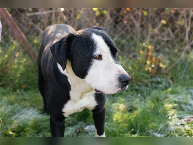 Rocky ist ein Listi und richtig brav und lieb.