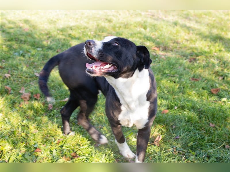 Rocky ist ein Listi und richtig brav und lieb.
