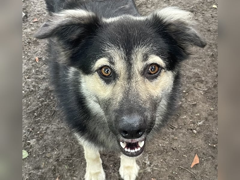 Lotti - liebevolle ruhige Hündin