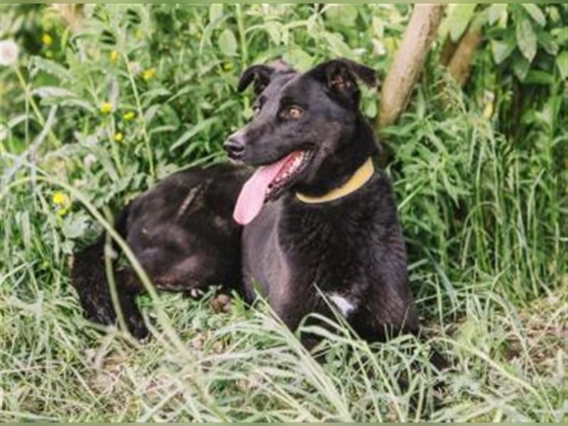 Aika