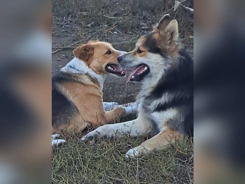 Schöner Cesar (*01/2024) sucht seine Familie