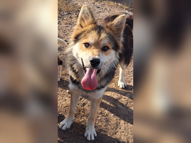 Schöner Cesar (*01/2024) sucht seine Familie