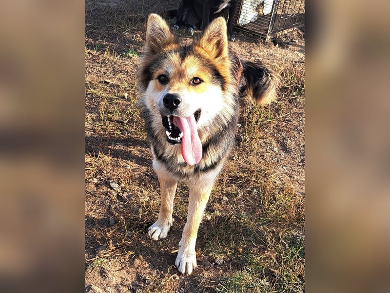 Schöner Cesar (*01/2024) sucht seine Familie