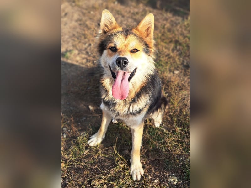 Schöner Cesar (*01/2024) sucht seine Familie