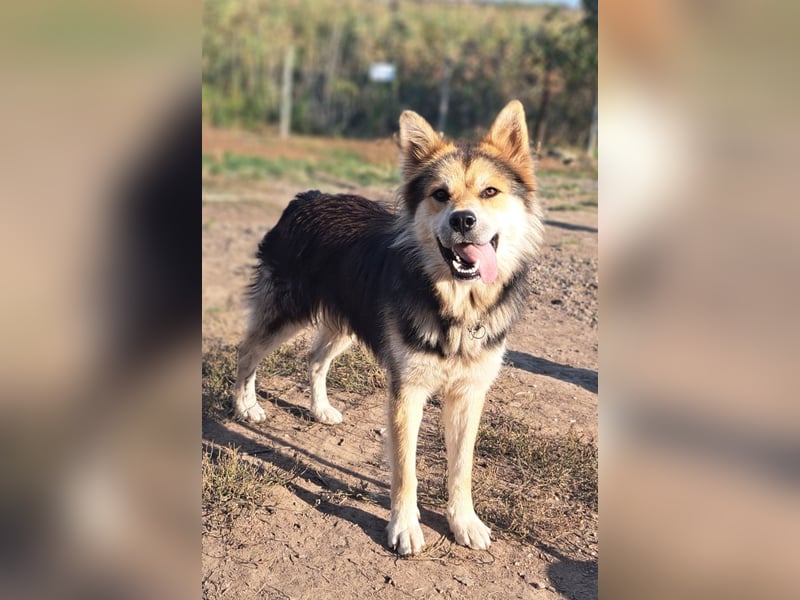 Schöner Cesar (*01/2024) sucht seine Familie