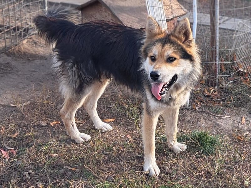 Schöner Cesar (*01/2024) sucht seine Familie