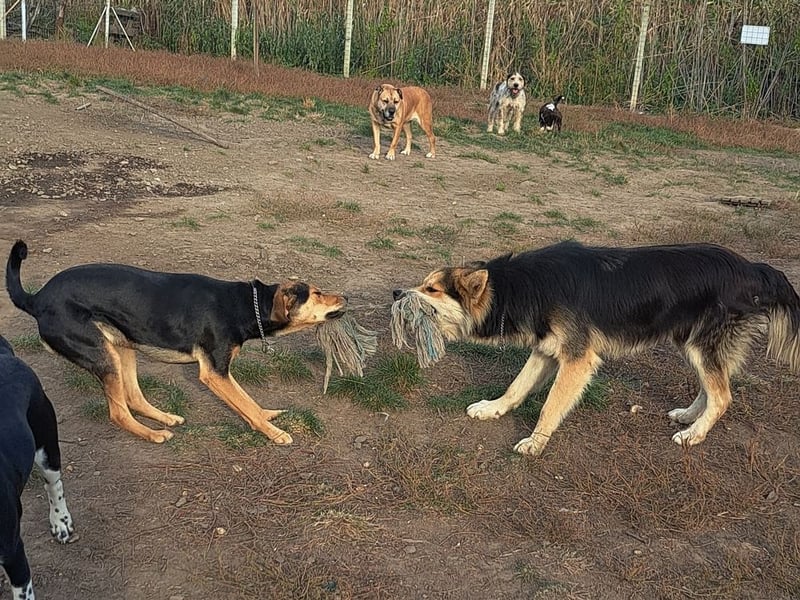Schöner Cesar (*01/2024) sucht seine Familie