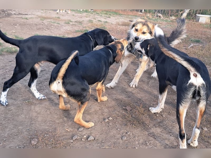 Schöner Cesar (*01/2024) sucht seine Familie