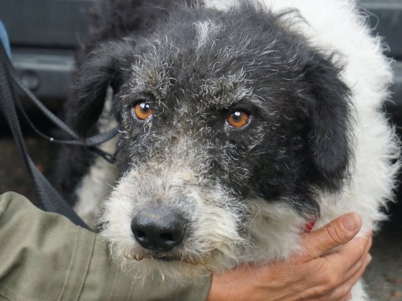 Seymur - stubenrein, leinenführig und verspielt