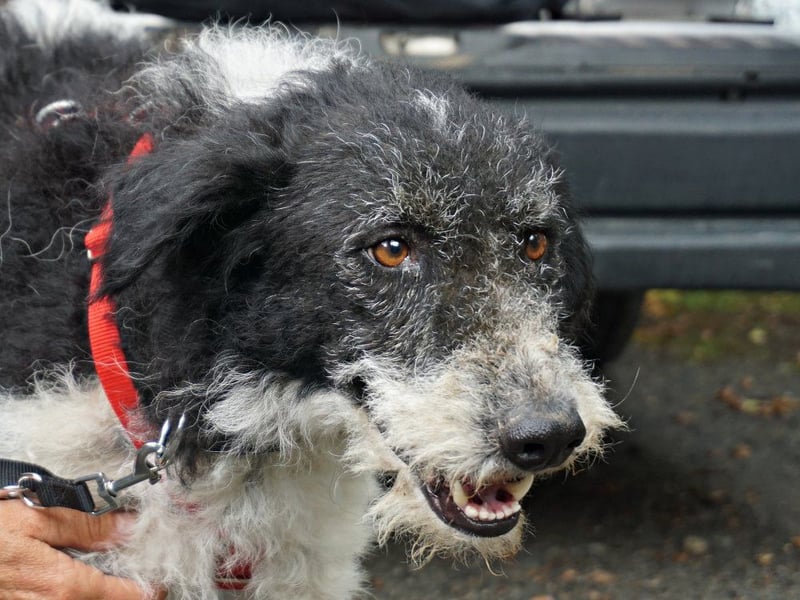Seymur - stubenrein, leinenführig und verspielt