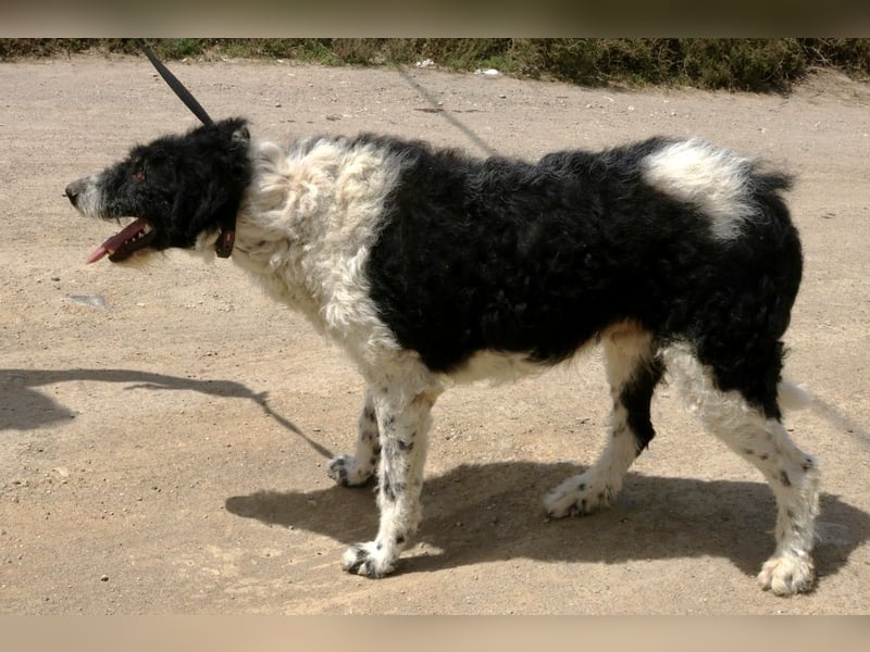 Seymur - stubenrein, leinenführig und verspielt