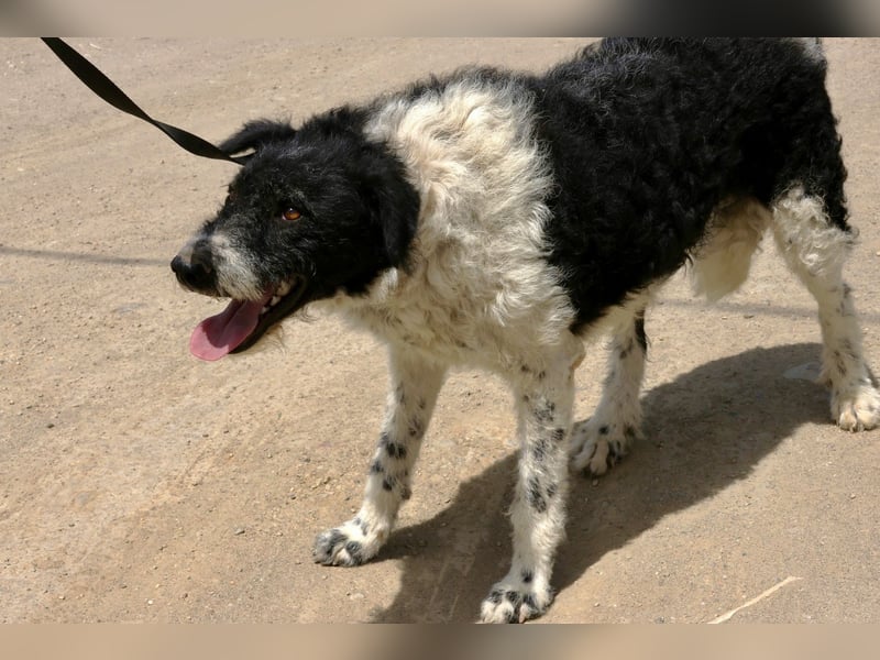 Seymur - stubenrein, leinenführig und verspielt