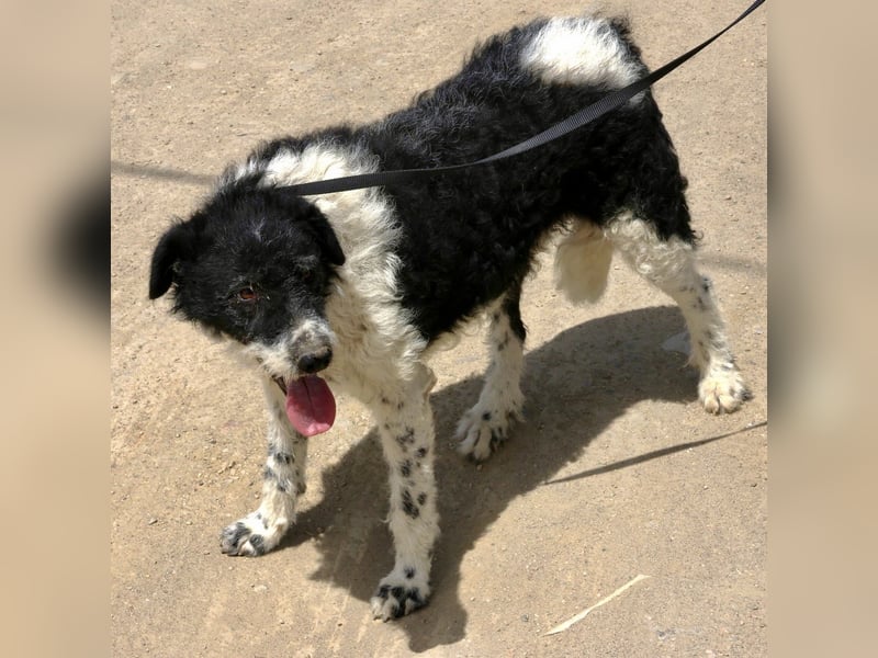 Seymur - stubenrein, leinenführig und verspielt