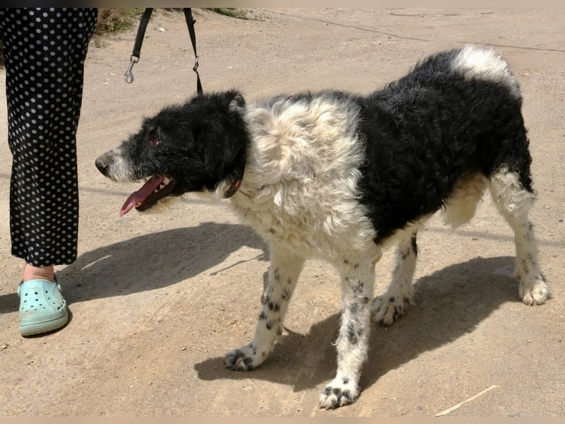 Seymur - stubenrein, leinenführig und verspielt