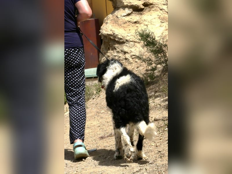 Seymur - stubenrein, leinenführig und verspielt