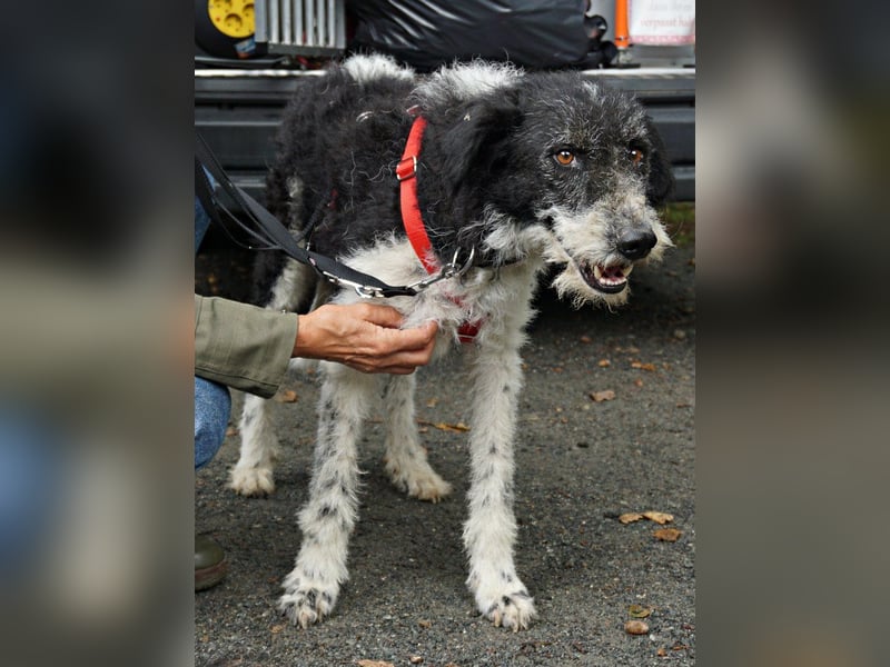 Seymur - stubenrein, leinenführig und verspielt