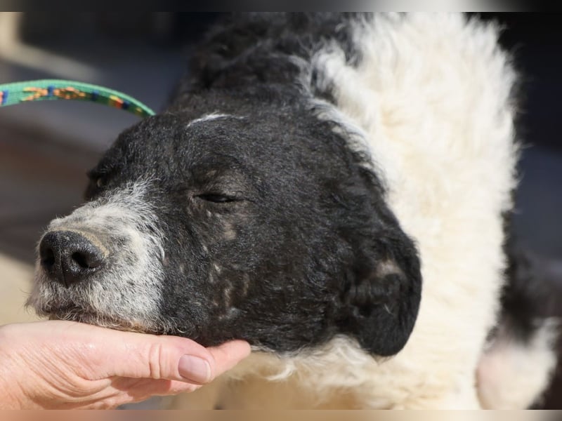 Seymur - stubenrein, leinenführig und verspielt