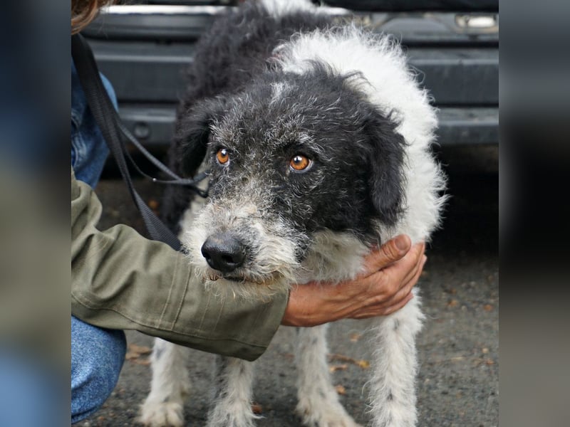 Seymur - stubenrein, leinenführig und verspielt