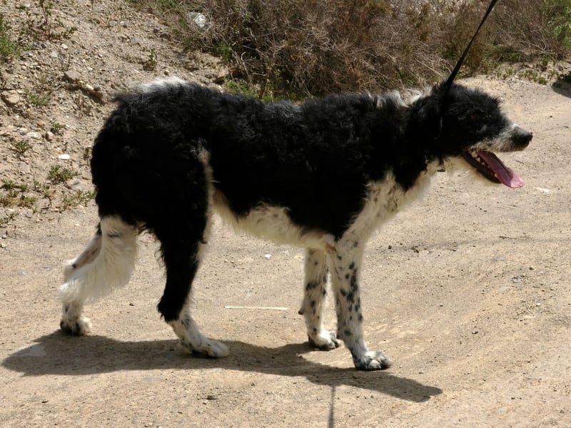 Seymur - stubenrein, leinenführig und verspielt