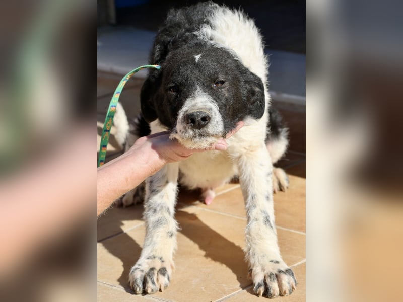 Seymur - stubenrein, leinenführig und verspielt