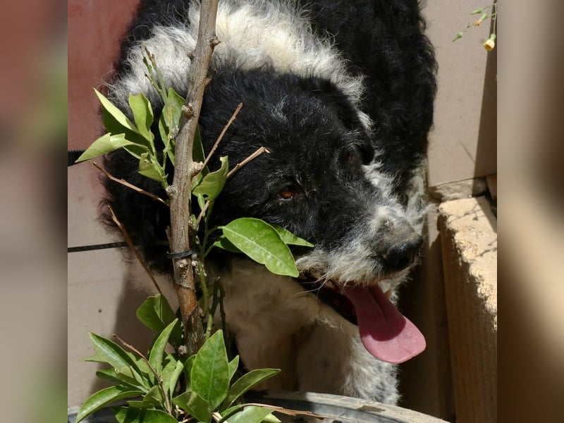 Seymur - stubenrein, leinenführig und verspielt