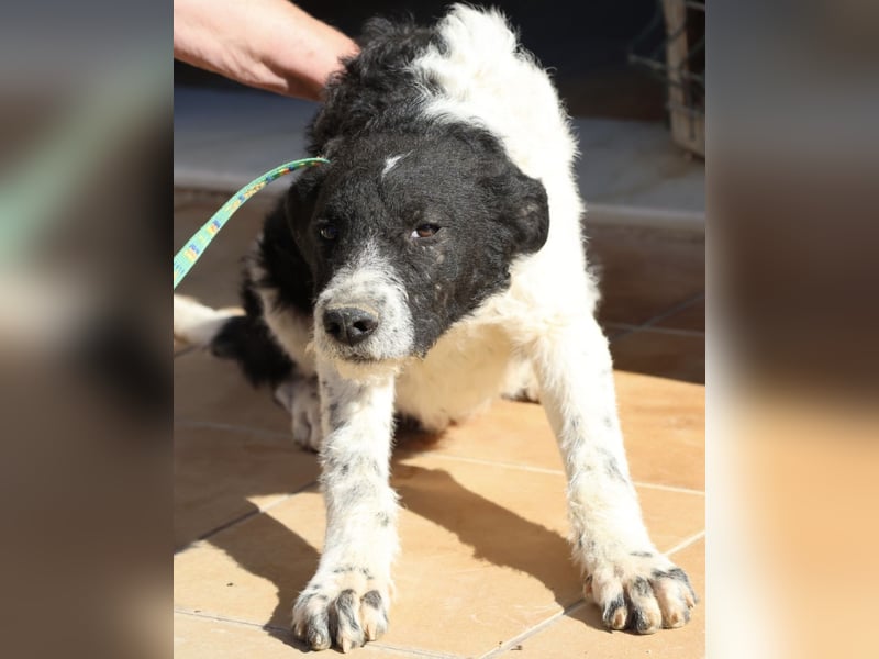 Seymur - stubenrein, leinenführig und verspielt