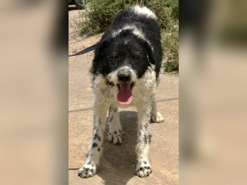 Seymur - stubenrein, leinenführig und verspielt