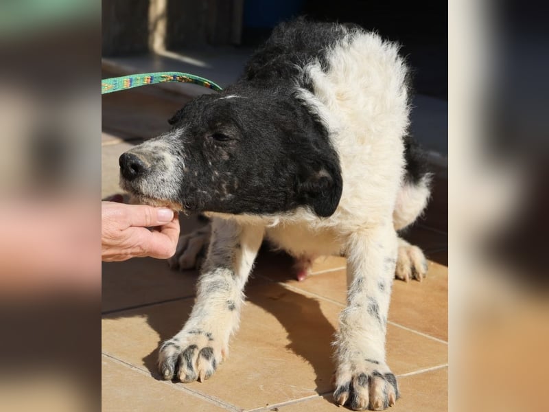 Seymur - stubenrein, leinenführig und verspielt