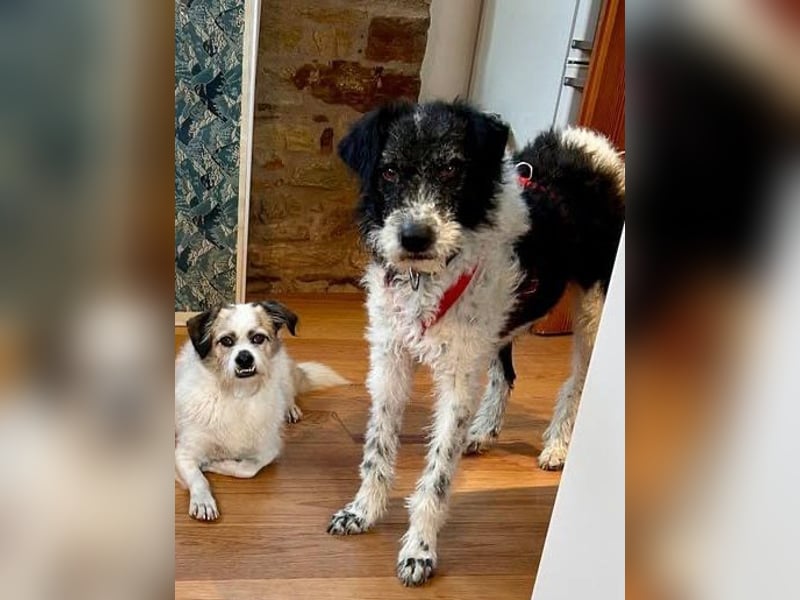 Seymur - stubenrein, leinenführig und verspielt