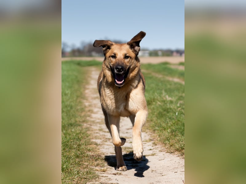Alma: Herz auf vier Pfoten sucht ihr Glück (in 41515 Grevenbroich) Alma: Herz auf vier Pfoten sucht ihr Glück (in 41515 Grevenbroich)