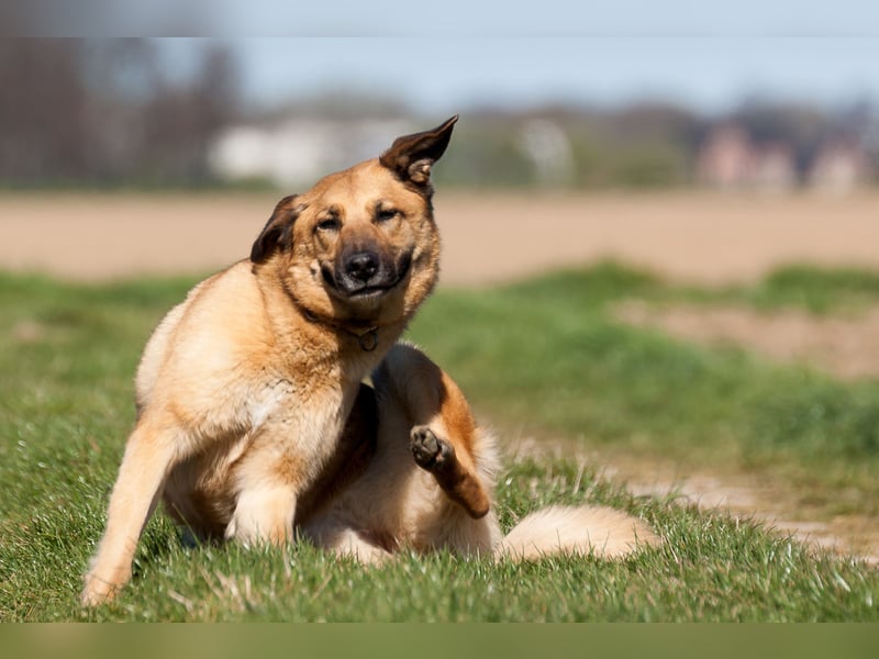 Alma: Herz auf vier Pfoten sucht ihr Glück (in 41515 Grevenbroich) Alma: Herz auf vier Pfoten sucht ihr Glück (in 41515 Grevenbroich)