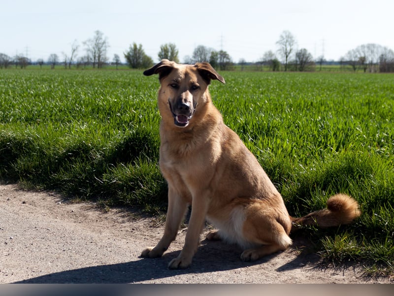 Alma: Herz auf vier Pfoten sucht ihr Glück (in 41515 Grevenbroich) Alma: Herz auf vier Pfoten sucht ihr Glück (in 41515 Grevenbroich)