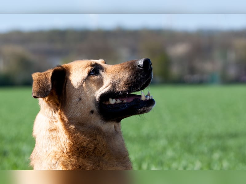 Alma: Herz auf vier Pfoten sucht ihr Glück (in 41515 Grevenbroich) Alma: Herz auf vier Pfoten sucht ihr Glück (in 41515 Grevenbroich)