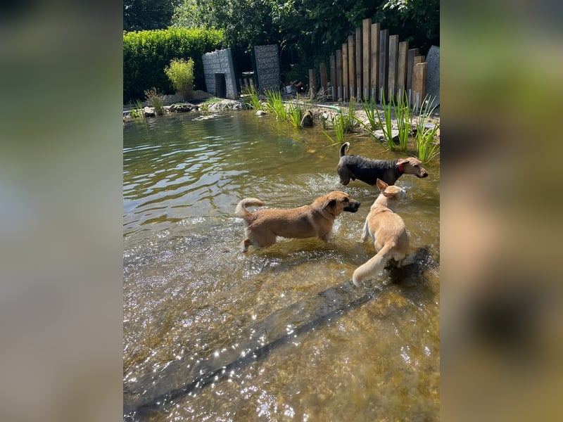 Alma: Herz auf vier Pfoten sucht ihr Glück (in 41515 Grevenbroich) Alma: Herz auf vier Pfoten sucht ihr Glück (in 41515 Grevenbroich)