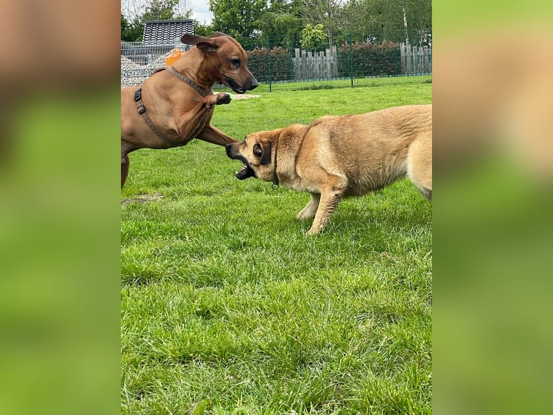 Alma: Herz auf vier Pfoten sucht ihr Glück (in 41515 Grevenbroich) Alma: Herz auf vier Pfoten sucht ihr Glück (in 41515 Grevenbroich)