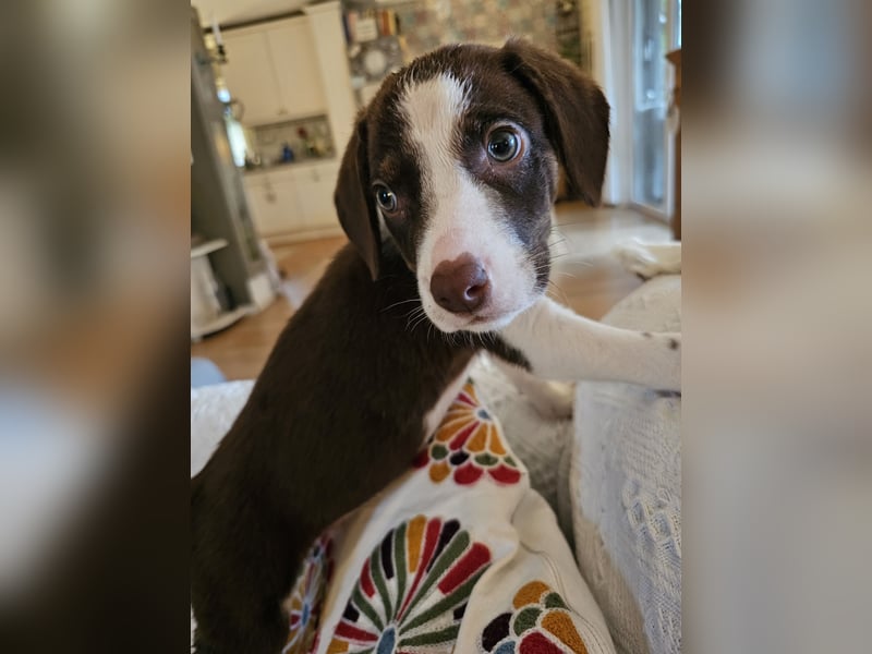 Hund Rüde Welpe Arthur