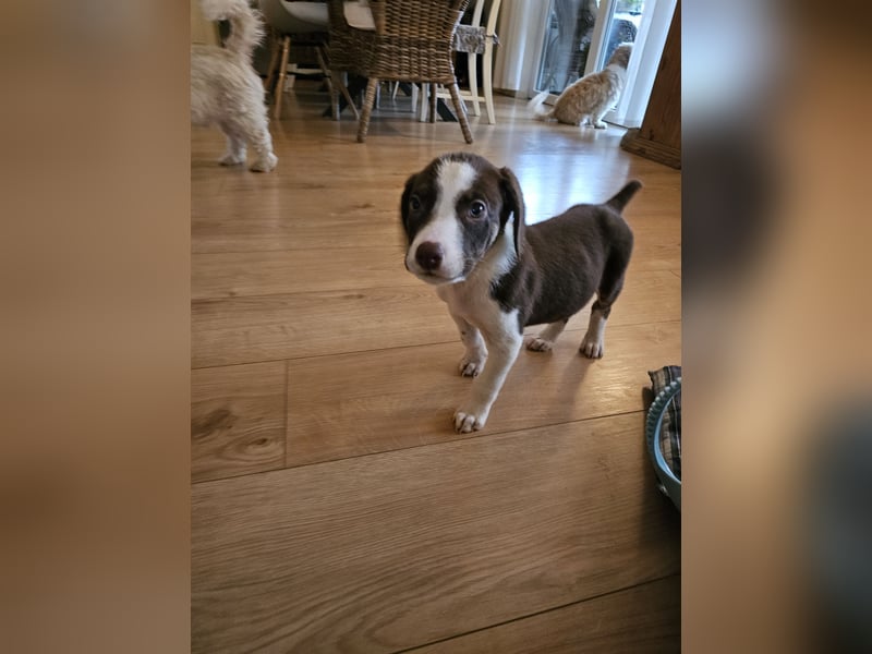 Hund Rüde Welpe Arthur