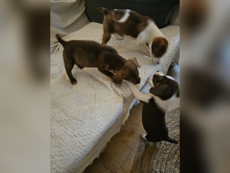 Hund Rüde Welpe Arthur